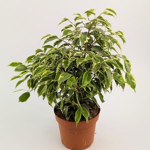 May include: A Ficus Benjamina plant in a brown pot. The plant has green leaves with cream-colored edges. The pot is made of plastic. The plant is a popular houseplant, often used to add greenery to indoor spaces.