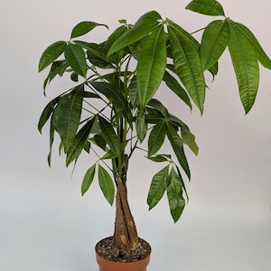 60cm Pachira Money Tree House Plant 12cm Pot