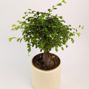 May include: A miniature bonsai tree with lush green foliage and a brown trunk. It's potted in a cream-coloured ceramic pot with a textured, ridged design. The pot has a rounded shape, set against a white background.