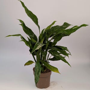 May include: A peace lily plant in a brown pot, with long, green leaves marked with white streaks. The plant's leaves are pointed and arranged densely. The pot is made of plastic. The background is plain white.