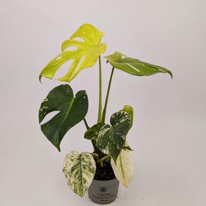 May include: A potted Monstera plant with large, variegated leaves in shades of green, white, and yellow. The plant is in a grey pot with the text "100% recycled & recyclable plastic". The plant has a tropical appearance.