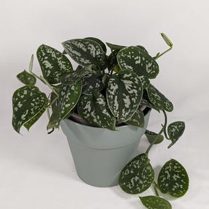 Satin Pothos : Scindapsus Pictus Argyraeus