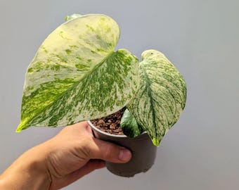 Könnte beinhalten: Eine kleine Epipremnum aureum Pflanze im Topf mit herzförmigen Blättern, die ein panaschiertes Muster in Cremeweiß und Dunkelgrün aufweisen. Die Pflanze befindet sich in einem einfachen, dunkelgrauen Kunststofftopf mit dunkelbrauner Erde.