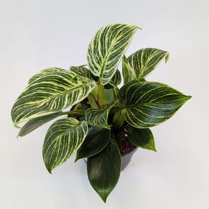 May include: A potted Birkin plant with large, green leaves and white variegation. The leaves have a striped pattern and are arranged around a central stem. The plant is in a black pot, set against a white background.