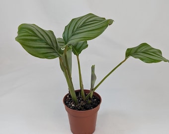 Könnte beinhalten: Eine Topf-Calathea Orbifolia-Pflanze mit großen, runden, grünen Blättern mit silbergrünen Streifen. Die Pflanze steht in einem braunen Plastiktopf vor einem schlichten weißen Hintergrund. Die Blätter haben ein ausgeprägtes Muster.