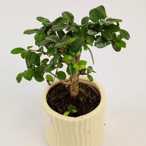 May include: A miniature bonsai tree in a cream ceramic pot with a ridged design. The tree features a brown trunk and lush green leaves. The pot contains dark soil, set against a plain white backdrop.