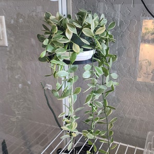 Może przedstawiać: Roślina doniczkowa o pstrokatych liściach z zwisającymi pnączami, wisząca z białej doniczki. Roślina rośnie w białej doniczce z czarnym rantem. Roślina jest zawieszona na metalowej półce.