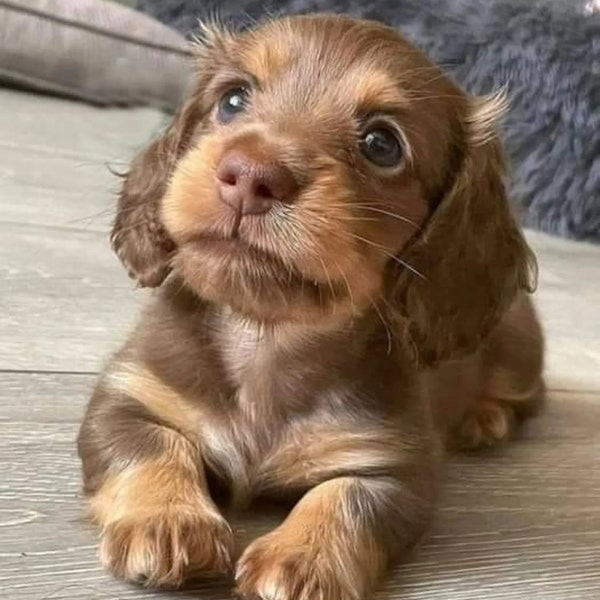 Cute and adorable brown puppy - Instant Digital Download, Puppy Photography, Pet Photography, Digital Image, High Quality