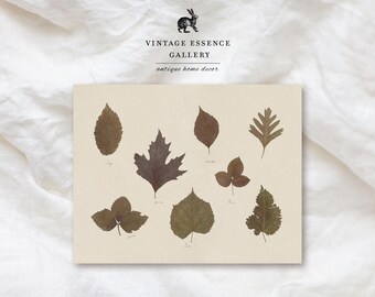 May include: A print featuring nine pressed leaves of varying shapes and shades of brown and green, arranged on a cream-coloured paper. The text "VINTAGE ESSENCE GALLERY antique home decor" is at the top.