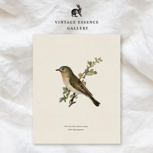 Illustration vintage d'oiseau | Impression Cottagecore Nature printanière | Art mural minimaliste neutre doux | Oeuvre d'art ornithologique antique imprimable