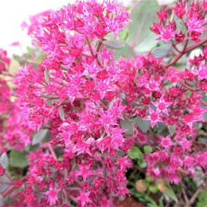 May include: A cluster of vibrant magenta star-shaped flowers blooming in dense, rounded heads. The small, five-petaled blossoms are tightly packed together on thin, reddish stems, interspersed with small, fleshy, grey-green succulent leaves.