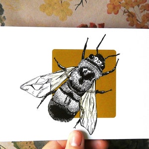 Vintage bee illustration, bumble bee print, gift for nature lovers, botanical illustration