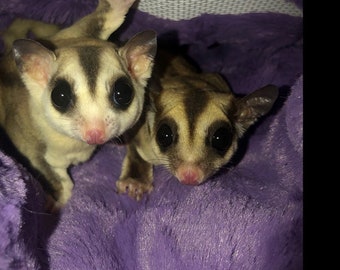 Bonding Pouch - Sugar Gliders - Hedgehog - Tiny Pet Carrier - Minky Fur - Zippered Pouch w/ Window