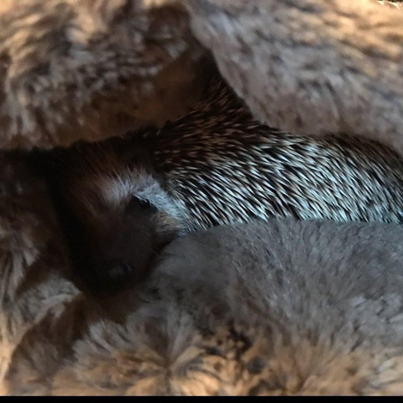 Ultimate Luxury Cuddle Hedgehog Snuggle Sack Pouch for Etsy