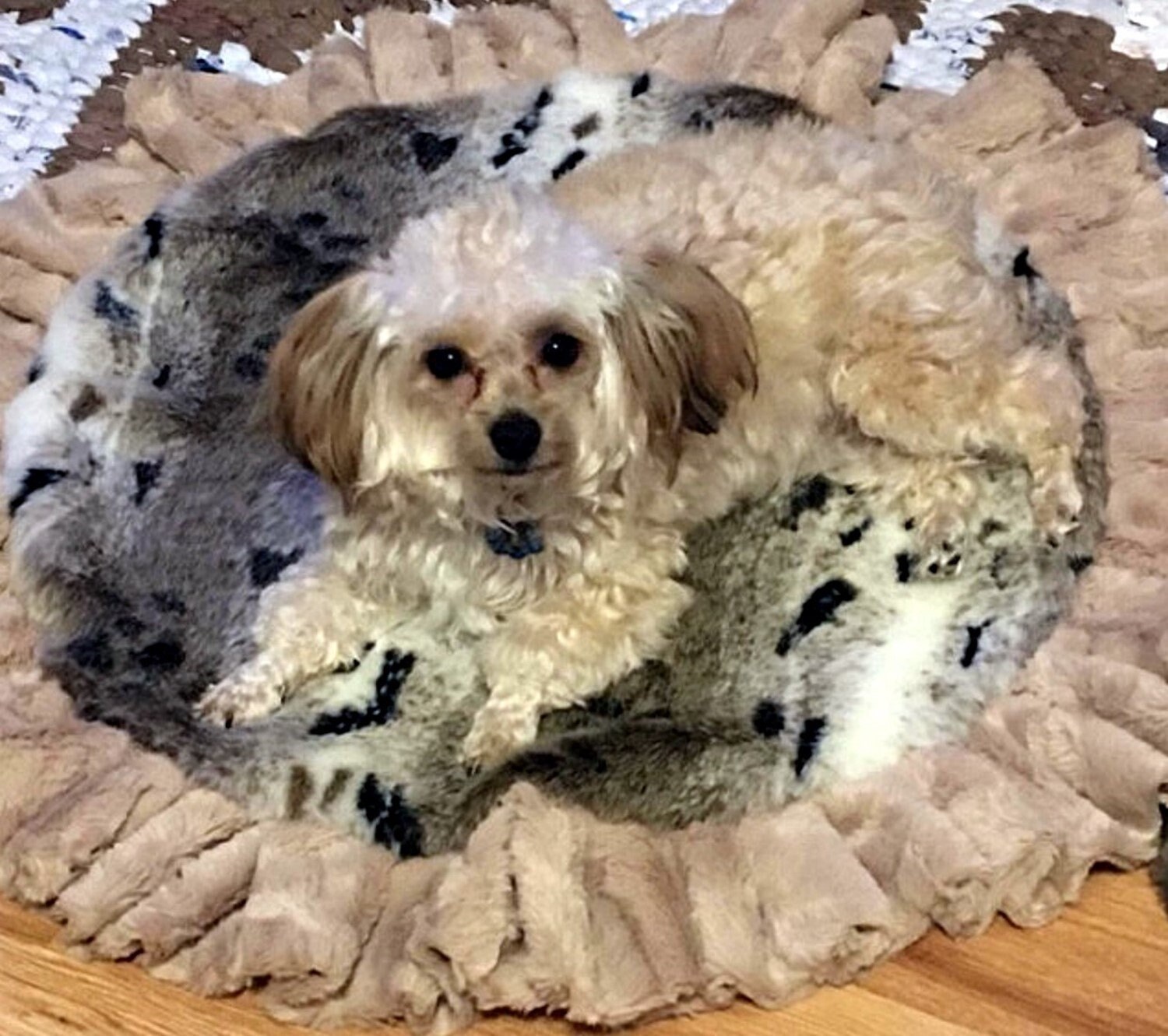 Minky dog blanket Outlet