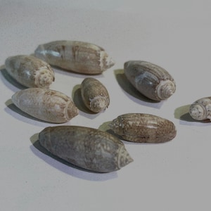 Handpicked Florida Lettered Olive Shells - Set of 6, Cleaned and Polished, Perfect for Collections, Crafts, and Gifts