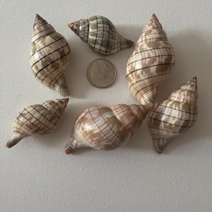 Conchiglie di tulipani della Florida con fasce, selezionate a mano - Set da 6, pulite e lucidate, perfette per collezioni, artigianato e regali