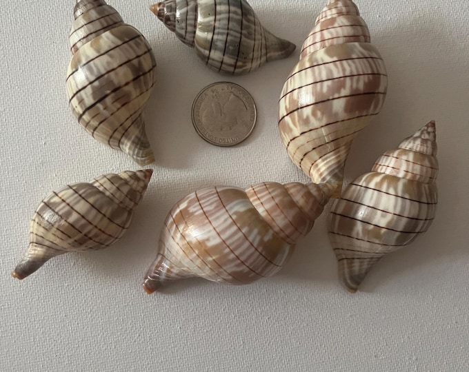 Florida Banded Tulip Shells: Cleaned & Polished Set of 6 - Etsy