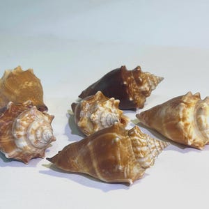 May include: Six brown seashells with white markings. The shells are cone-shaped and have a spiral pattern.