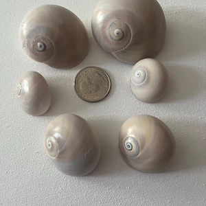 Set di 6 conchiglie di squalo della Florida selezionate a mano / Aggiunte alla collezione ispirate all'oceano / Uniche e raffinate / Perfette per artigianato e regali /