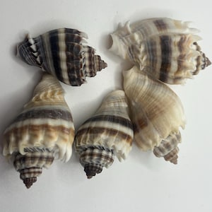 Conchiglie della Florida, set di 5 Kings Crown, rinvenute nella Tampa Bay Area