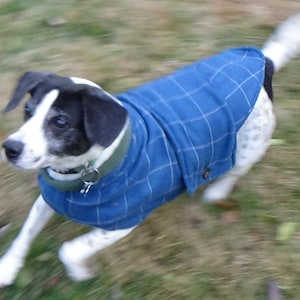 Op de afbeelding: Een zwart-witte hond met een blauwe geruite jas rent over een grasveld.