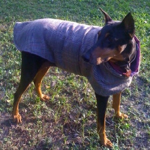 Op de afbeelding: Een zwarte en bruine hond die een geruite jas draagt. De hond staat op een grasveld.