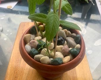Set of sea stones for decorating flower pots