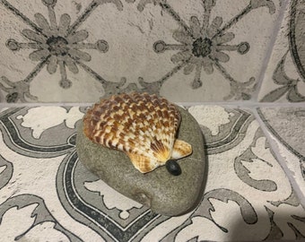 Sea Stone and Shell Handmade Gift Statue Sea Stones for Crafts Beach Pebbles Aquarium Decor Natural Home Gift Natural Decor Prezent