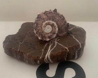 Sea Stone and Shell Handmade Gift Statue Sea Stones for Crafts Beach Pebbles Aquarium Decor Natural Home Gift Natural Decor Prezent