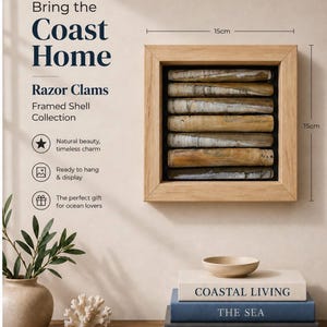 Framed Shell art: - 15x15x3cm  Razor Clams     FREE DELIVERY