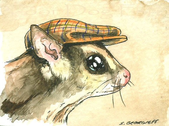 Sugar Glider in a Hat -