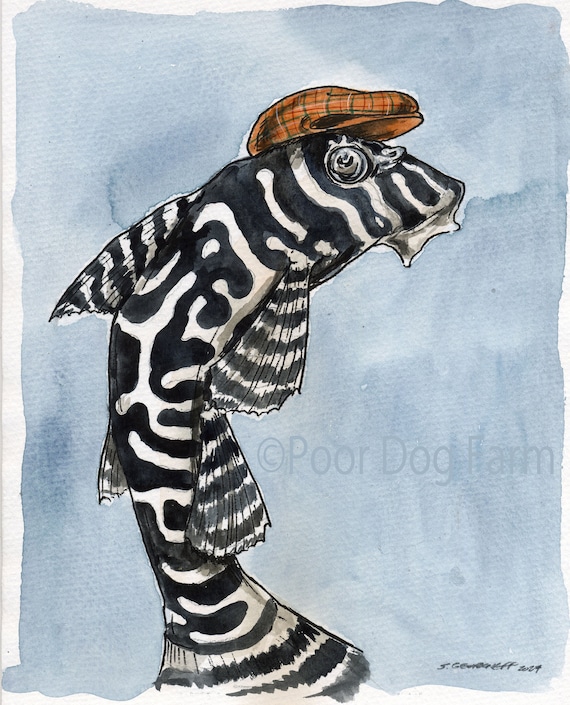 A dapper Zebra Pleco  (an original hand painted little one)