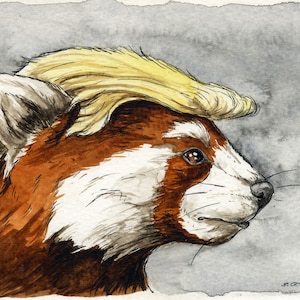 Könnte beinhalten: Aquarellmalerei eines Roten Pandas mit einer blonden Frisur, ähnlich der von Donald Trump. Der Rote Panda schaut nach rechts und hat einen ernsten Gesichtsausdruck.