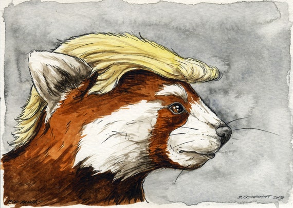 Red Panda With Trumpy Hair