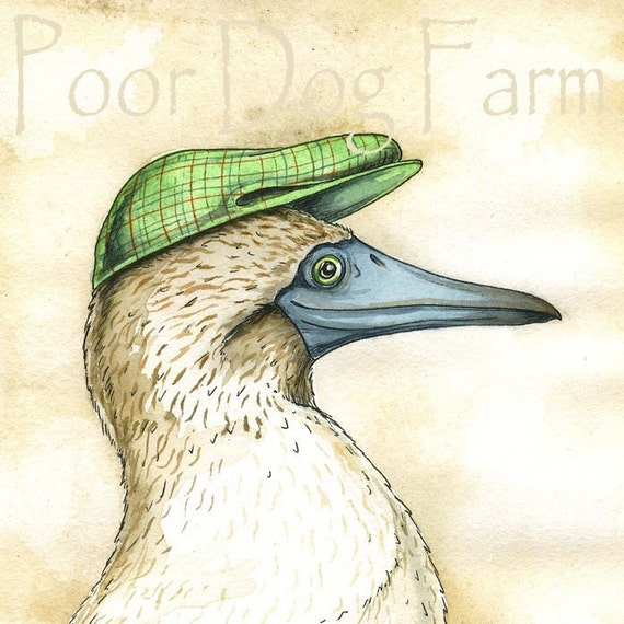 Booby in a Hat