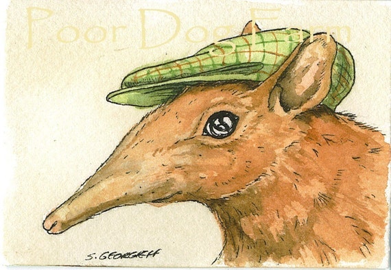 Elephant Shrew in a hat