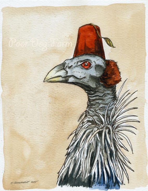 Vulturine Guineafowl in  Fez (an original hand painted one)