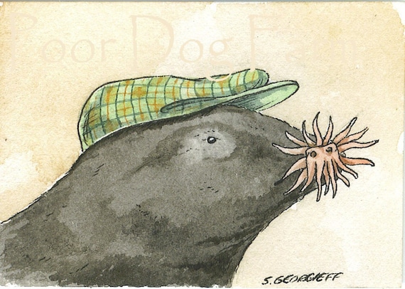 Star Nosed Shrew with hat ~ watercolor print
