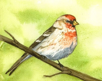 Red Finch Print