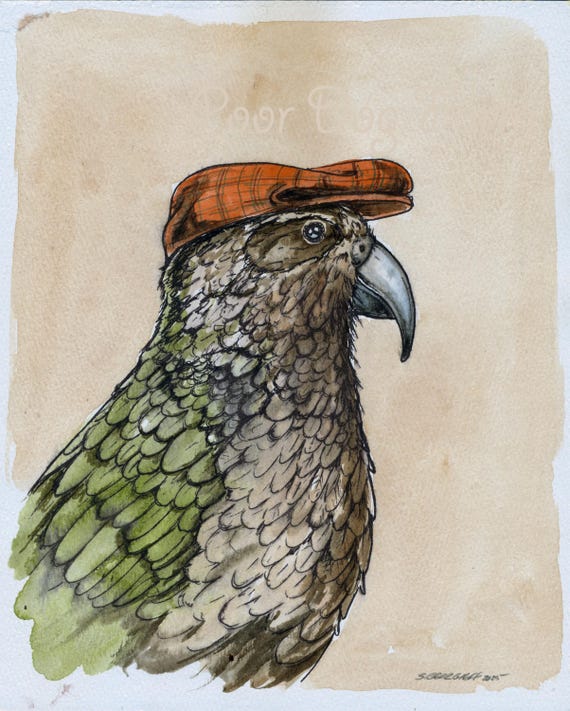 A Dapper Kākāpō (an original hand painted one)