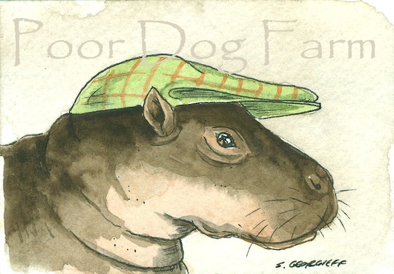 Pigmy Hippo in a hat