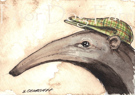 Anteater in a hat