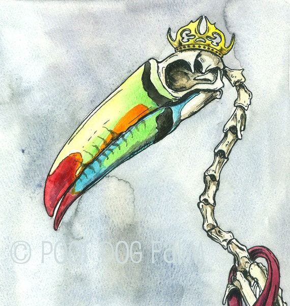 Toucan Skull  King