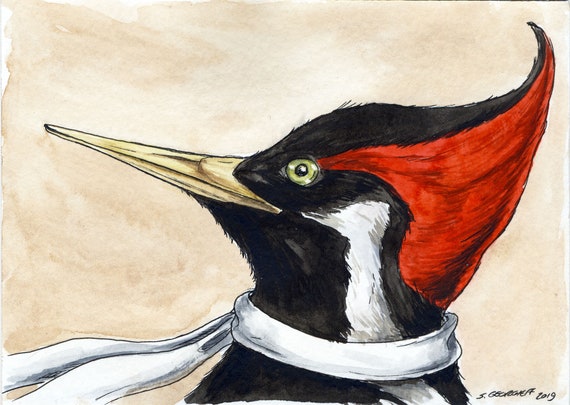 Ivory-billed Woodpecker~ signed watercolor print