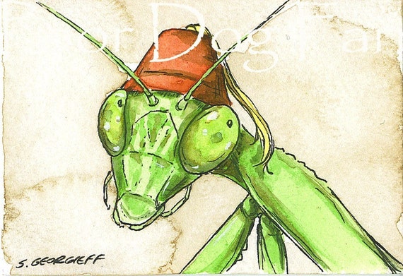 Praying Mantis in a Fez- 5 x 7 print