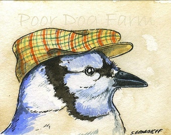 Mr Blue Jay with a hat -