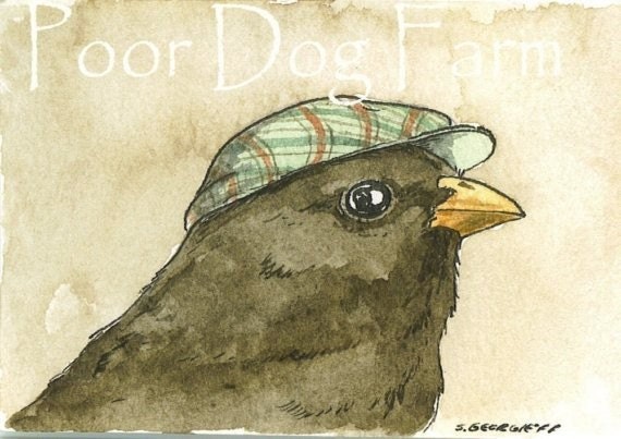 Junco with hat