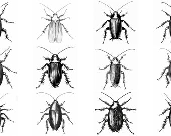 92 Cockroach SVG & PNG Designs: Insect Art Bundle (Digital Download)