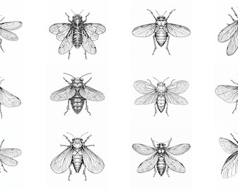 Pode incluir: Um conjunto de doze desenhos em preto e branco de insetos, cada um com asas e pernas detalhadas. Os insetos estão dispostos em uma grade.